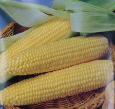 Iochief Yellow Corn Seeds 25 Sweet Vegetable Garden NonGMO Heirloom - £7.84 GBP