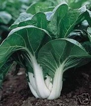 2000 Canton Pak Choi Bok Choy Chinese Cabbage Brassica Rapa Vegetable Seeds - £16.10 GBP