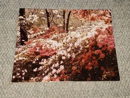 Vintage Color 14x11 Shrubs Bushes Forest Azalea Photograph Poster Board - $19.99