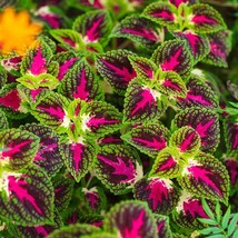 COLEUS Rainbow Mix 125 Seeds Shade, Garden, Container, Houseplant - $72.50 MXN