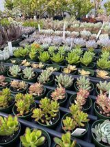 Succulent Variety 10 (Ten) Pack Weddings Showers, Party Favors! Two Inch Pots! - £45.13 GBP