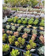 Succulent Variety 10 (Ten) Pack Weddings Showers, Party Favors! Two Inch... - £43.73 GBP