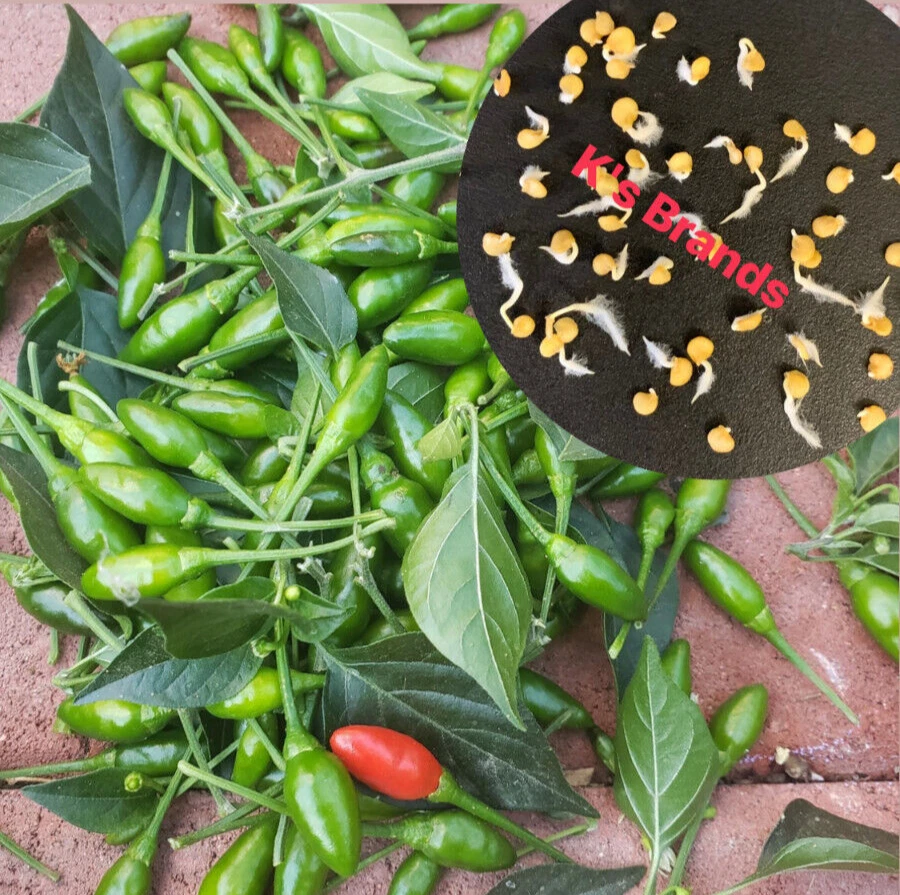 BIRD&#39;S EYE CHILI SEEDS, ?T XIM R?NG | High Germination Rate (20 pcs) - $6.59