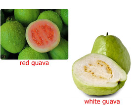 Thai Guava Apple Seed, PSIDIUM GUAJAVA, 15 Fresh seeds Sweet Tropical  f... - £2.51 GBP