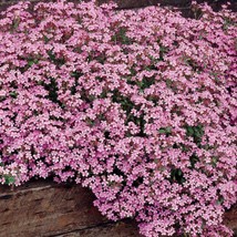 New 5000 Soapwort Drought Tolerant Ground Cover Seeds Saponaria Ocymoides Fresh  - £19.98 GBP