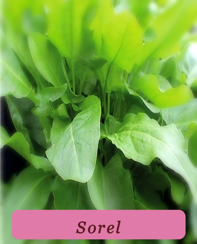 100++ Large Leaf Strong Plant Sorrel Rumex Acetosa Garden Sorel Herb Org... - $4.79