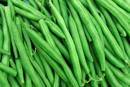 50+ Seeds String Bean Bush Blue Lake Non-GMO, Heirloom Seeds, Grow Food - £14.12 GBP