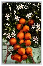 Oranges and Blossoms DB Postcard Z5 - £2.29 GBP