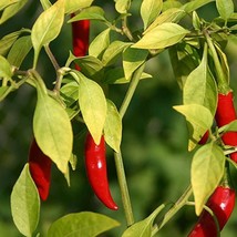 New Fresh Seeds Bird Thai Hot Pepper Seeds Vegetable Seeds - £12.57 GBP