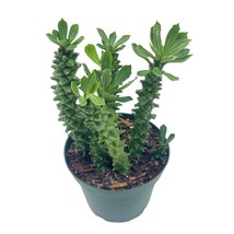 Euphorbia Ritchiei, Stapelia Monadenium ritchiei, P.R.O. Bally Bruyns, 4 inch po - £8.87 GBP