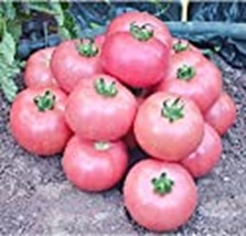 PM Caspian Pink Tomato Seeds (((25 Seed Packet))) (More Heirloom, Organic, Non G - £3.57 GBP