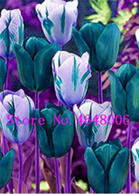 High-Grade 50 pcs/Lot Tulip Bonsai Flowers Wedding Home Decorative Flowe... - $6.99