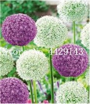 100 pcs Giant Allium Plant Seeds - Mixed Light Purple and White Colors FRESH SEE - £4.78 GBP