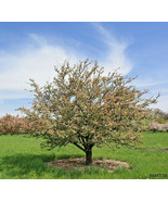 Bob White Crab Apple Seeeds Malus Bob White US Fast Shipping - $13.40