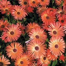 HS Ice Plant Livingston Daisy Orange  100 Seeds       - $6.06