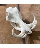African Warthog Skull - Real Trophy Warthog Skull About 15 X 11 X7&quot; - 11... - £260.10 GBP