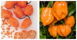 40 Seeds Orange Habanero Pepper Fresh Garden - £12.71 GBP