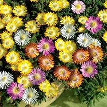 50 Ice Plant Flower Seeds Mix Garden Fresh USA Shipping - £12.96 GBP