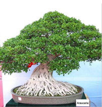 50  pcs/Bag,Araucaria Bonsai, Bonsai,Tree FROM GARDEN - £3.98 GBP