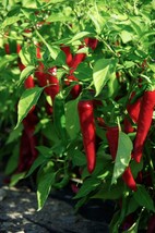 Cayenne Large Red Thick Pepper Seeds, NON-GMO, Variety Sizes Sold, Free Ship - £1.47 GBP+