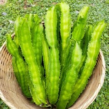 Fresh Usa 50 Winged Bean Seedsdara Dham Bala Four Angled Bean Manila/Goa/Dragon  - £8.64 GBP