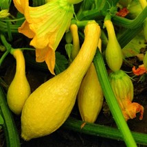 Squash Golden Summer Crookneck Seeds Gardening Easy Grow USA SHIPPING - $8.97