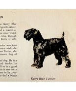 Kerry Blue Terrier 1939 Dog Breed Art Ole Larsen Color Plate Print PCBG17 - $42.03 CAD