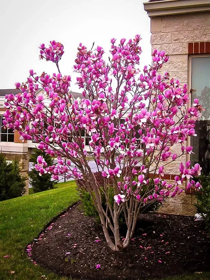 Ann Magnolia 2.5&quot;&quot; pot shrub/tree - $27.49