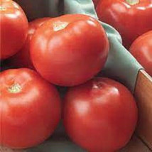 50 Seeds Fla 47R Tomato Juicy Tomatoe Vegetable Garden Fresh USA Shipping - $9.89