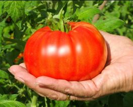 Beefsteak Tomato Seeds - Large - Solid - Great Slicer - £4.73 GBP