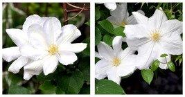 Clematis Candida Vine 1 Live Plants in 4 Inch Growers Pots - £48.84 GBP