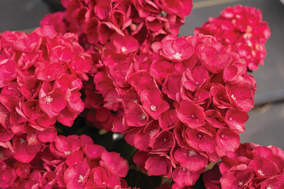 1 Live Starter Plant AKADAMA Hydrangea Flower for Garden - $50.00