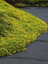 120 Sedum Ellacombianum Stonecrop Yellow Ground Cover Perennial Flower Seeds Fre - $9.67