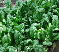 SKM Spinach Seeds Giant Noble 150 Vegetable Non Gmo Easy to Grow - $12.97