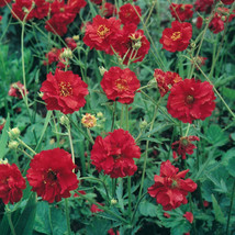 Geum Mrs. Bradshaw Red Flower Geum 105 Seeds Fresh Gardening USA SELLER - $11.00