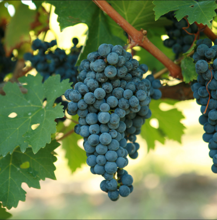 CABERNET SAUVIGNON Grape Vine - 1 Bare Root Live Plant - Buy 4 get 1 free!