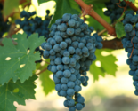 CABERNET SAUVIGNON Grape Vine - 1 Bare Root Live Plant - Buy 4 get 1 free! - $28.45+