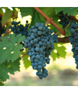 CABERNET SAUVIGNON Grape Vine - 1 Bare Root Live Plant - Buy 4 get 1 free! - £22.37 GBP - £34.33 GBP