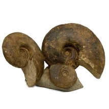 16.4 lbs, 13.5&quot;x7.5&quot;x3.5, Rare Ammonite Fossils, 3 piece mounted @Morocc... - $1,979.99