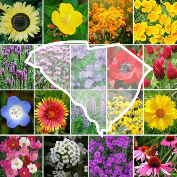 Fresh Wildflower South Carolina State Flower Mix Perennials Annuals 1000 Seeds - £5.56 GBP