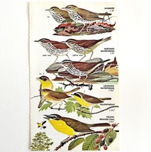Ovenbird Waterthrush And Chat Varieties 1966 Color Bird Art Print Nature ADBN1p - £15.67 GBP