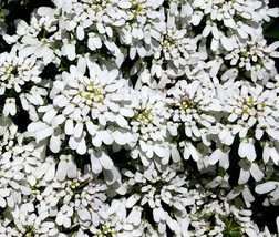 Candytuft Perennial Evegetablergreen White Iberis Sempervirens 500 Bulk Seeds Fr - £47.18 GBP