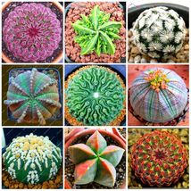 100 SEEDS Lithops Seeds Mixed - £17.29 GBP