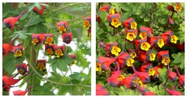 50 Seeds Nasturtium/Tropaeolum Three Coloured Climbing Chilean Vine Fres... - $34.93