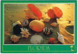 Florida Postcard Sea Shells Treasures  - $2.16