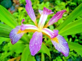 Fresh 30 Southern Blue Flag Seeds Iris Virginica Fast Shipping - £9.80 GBP