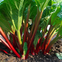 Grow In US Rhubarb Glaskins Perpetual Red Perennial Fruit 50 Seeds  - £6.76 GBP