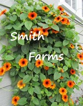 25 Seeds Orange Black-Eyed Sn Flowers Vine Thunbergia From US  - £7.92 GBP