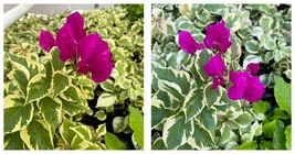 Small Well Rooted Starter Plant Vera Variegata Purple Bougainvillea - £34.06 GBP