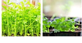 20,000+ BULK CELERY SEED | Microgreen Vegetable Seeds for Sprouting or Planting - £22.29 GBP